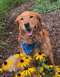 Fundraising Page Image