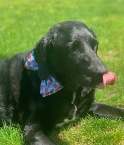 Fundraising Page Image