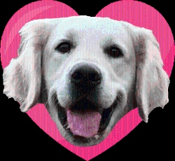 Fundraising Page Image