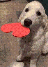 Fundraising Page Image