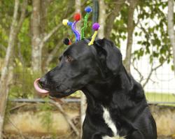 Fundraising Page Image