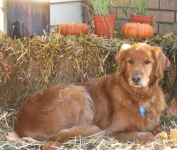 Fundraising Page Image